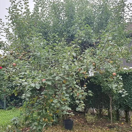 80m2 Garten-duplexwohnung In Altperlach *
